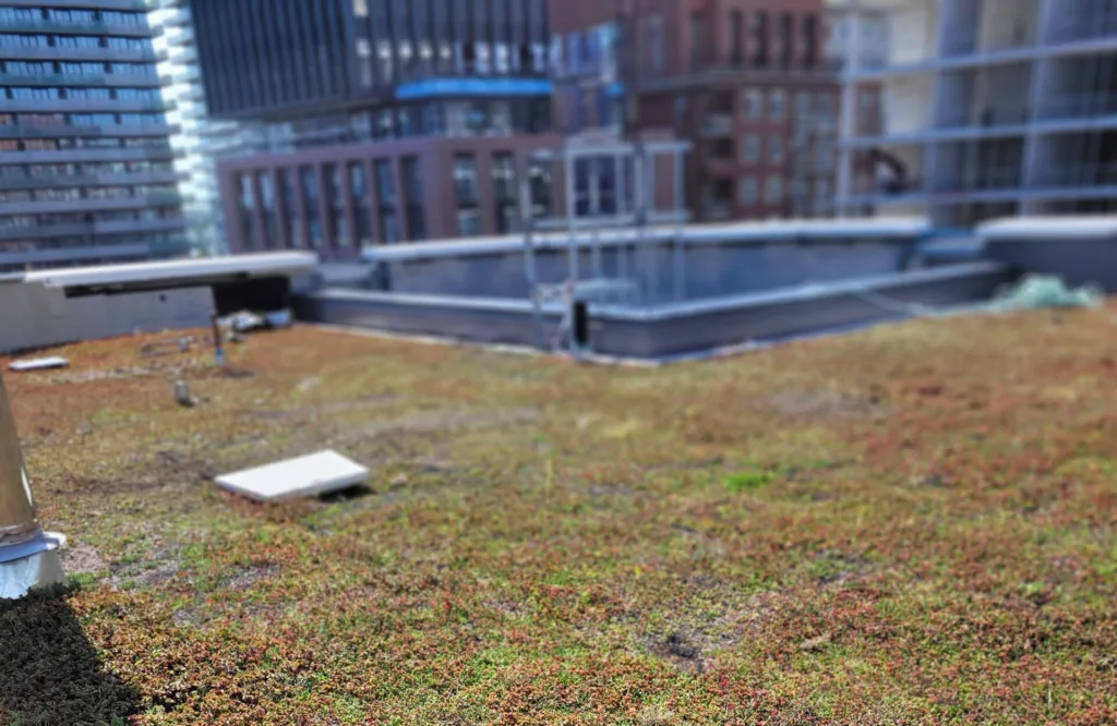 Green roof installation and waterproofing services done at Indigenous Hub Building completed by Triumph Group of Companies